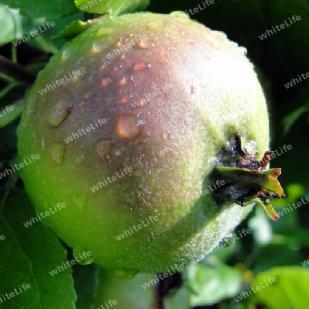 Apfel im Morgentau