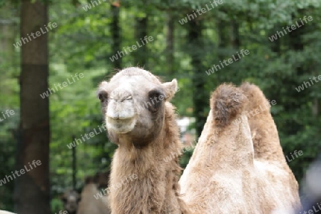 Kamele - Camelidiae