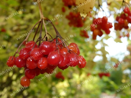 Rote h?ngende Beeren im Herbst 1