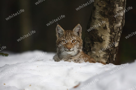 Luchs