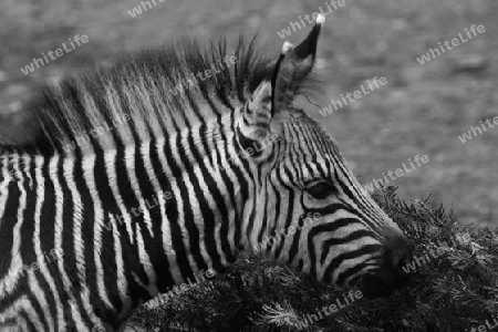 Zebra