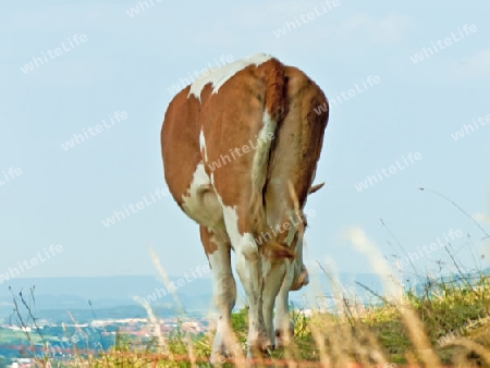 Kuh vor Panorama