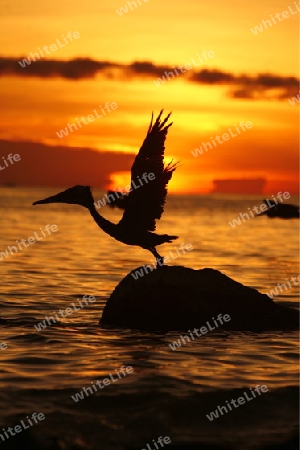 Suedamerika, Karibik, Venezuela, Los Roques, Insel, Atoll, Archipfel, Klima, Reef, Dorfinsel, Vogel, Pelikam, Natur, Fischjagt, Fischen, Seevogel, Sonnenuntergang, Stimmung, Abend, Fliegen, Start