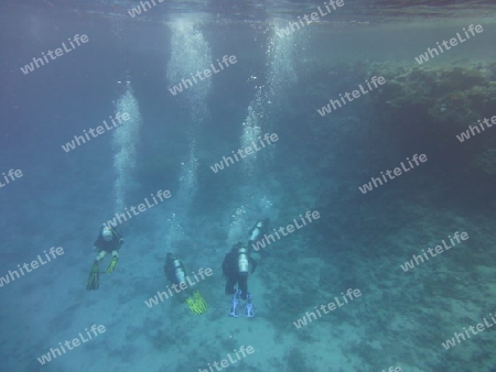 Taucher im Roten Meer