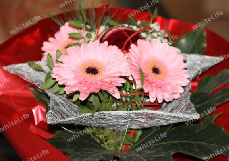 Gerbera Dekoration