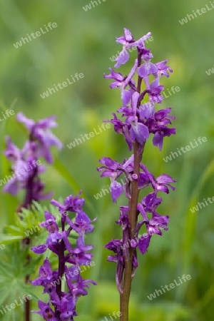 Hohler Lerchensporn, Corydalis cava