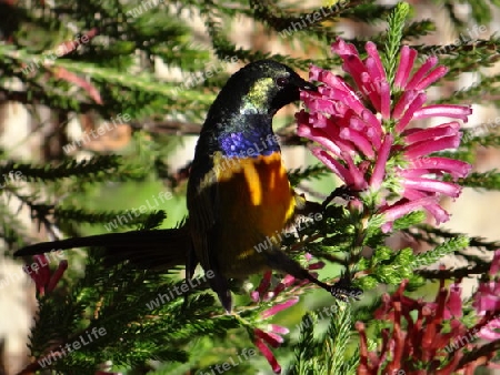 Sunbird