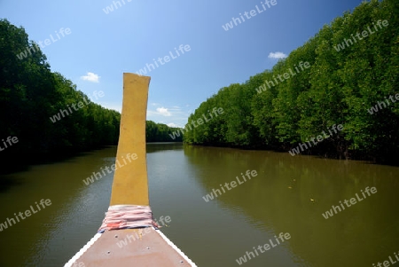 The mangroves at a lagoon near the City of Krabi on the Andaman Sea in the south of Thailand. 