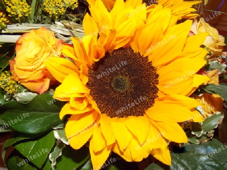 Sonnenblume