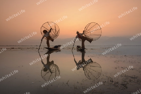 Fishermen at sunrise in the Landscape on the Inle Lake in the Shan State in the east of Myanmar in Southeastasia.