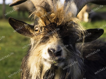 Hair Styling