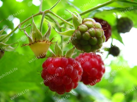 Himbeeren