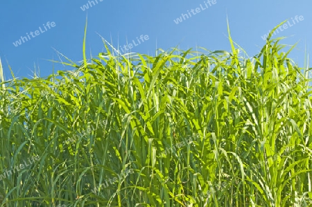 The renewable resource switchgrass for 
heating and production of diesel