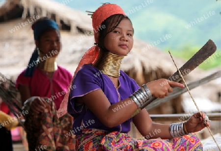 Eine Traditionell gekleidete Langhals Frau eines Paudang Stammes aus Burma lebt in einem Dorf noerdlich von Chiang Mai in Nord Thailand. 