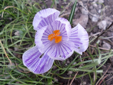 Krokus