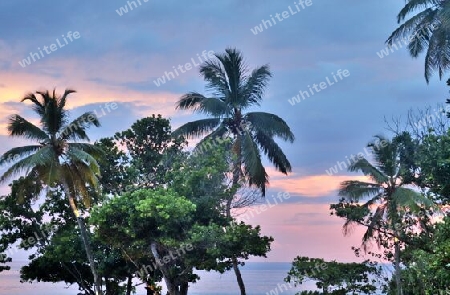 Beautiful palm trees at the beach on the tropical paradise islands Seychelles