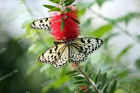 the Butterfly parc in the village of Hunawihr in the province of Alsace in France in Europe