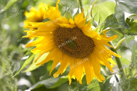 Sonnenblume