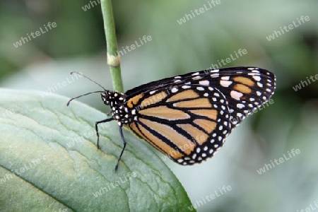 Schmetterling