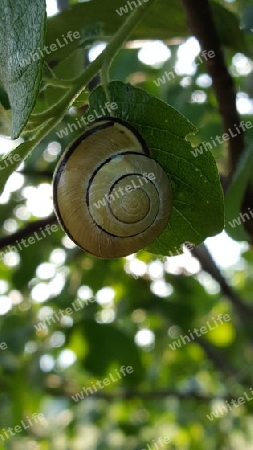 Schnecken im Baum