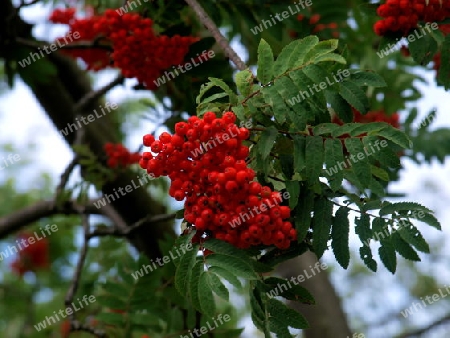 Vogelbeeren am Baum