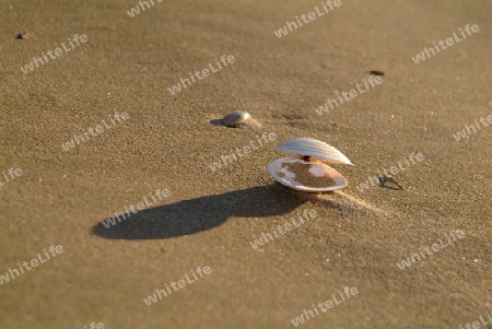 offene Muschel im Sand