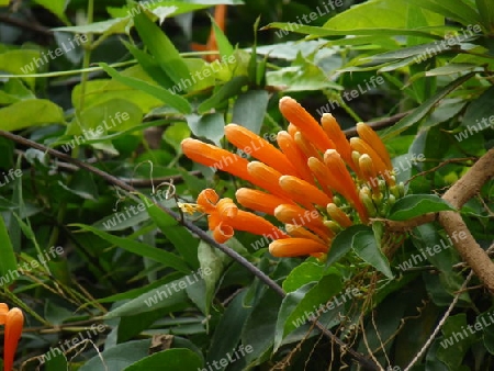 Feuerranke (Pyrostegia venusta)