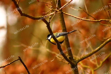 Vogel auf einem Ast