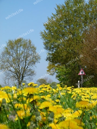 Strassenrand mit Blumen