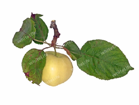 Apfel