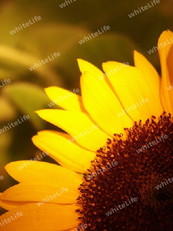 Sonnenblume