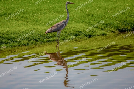 Ein Vogel