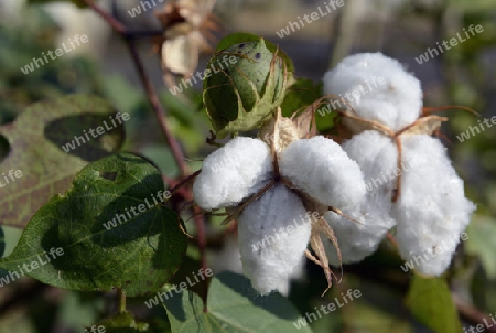 Die Landwirtschaft mit Baumwolle im Winter bei Amnat Charoen im Isan im osten von Thailand,