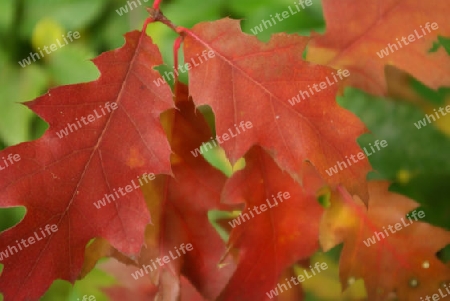 Herbstfarben Rot