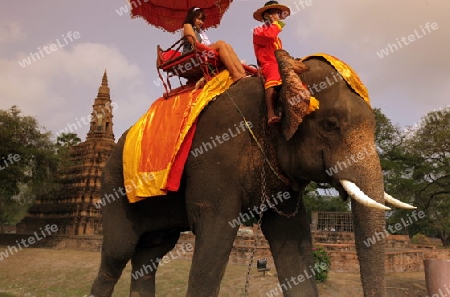 Ein Elephanten Taxi vor einem der vielen Tempel in der Tempelstadt Ayutthaya noerdlich von Bangkok in Thailand