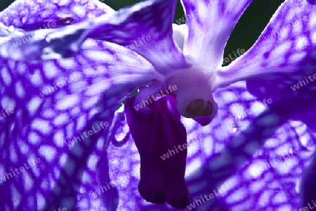 Vanda