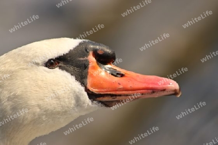 Schwan - Swan