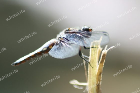 Libelle sitzend  Dragonfly sitting