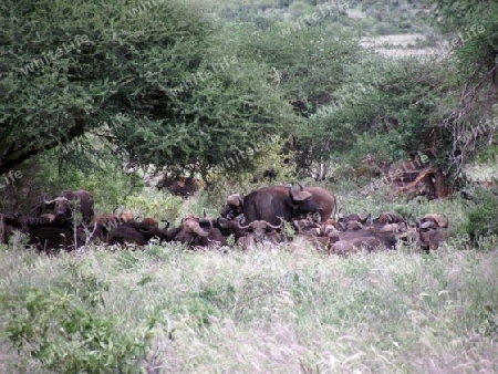 Kaffernb?ffel, B?ffel, Wasserb?ffel, Tsavo, Ost, Kenia, Kenya, Afrika, Nationalpark, Reservat