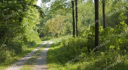 sunny scenery including a field path in the "Liliental" near Ihringen (Southern Germany) at summer time