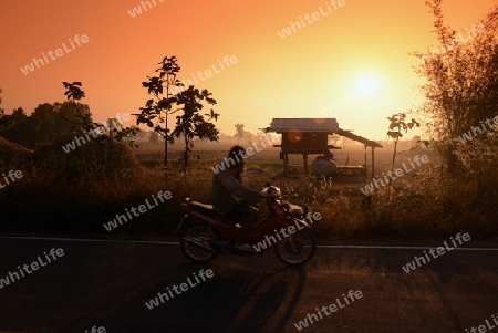 Die Landwirtschaft mit Reisfeldern im Winter bei Amnat Charoen im Isan im osten von Thailand,