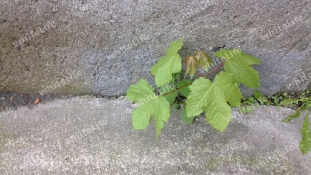 kleiner Ahorn spriest aus der Mauer