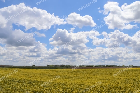 Yellow field of flowering rapeseed against a blue sky with clouds, natural landscape background with copy space, Germany Europe.