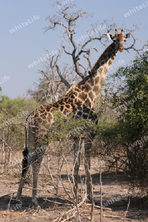 Giraffe