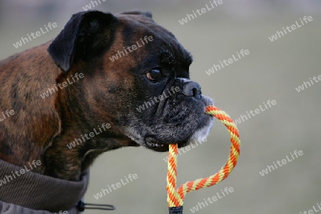 Boxer mit Spielzeug