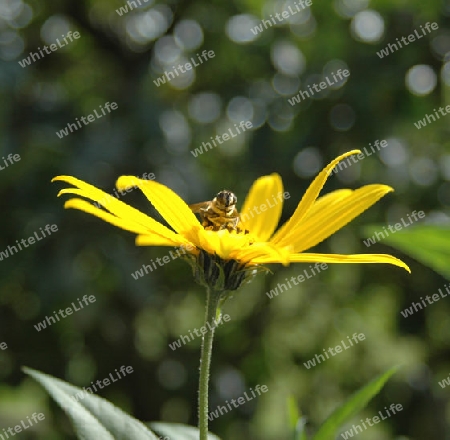 Fliege auf Blume