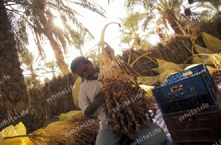 Eine Datteln Plantage in der Oase von Douz in der Sahara Wueste  im zentralen sueden in Tunesien in Nordafrika.