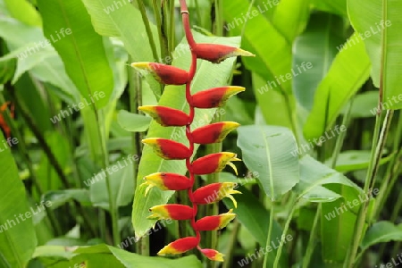 Heliconia - Heliconia rostrata