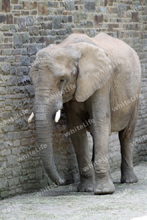 Elefant