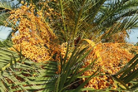 Palme mit Früchten, Spanien